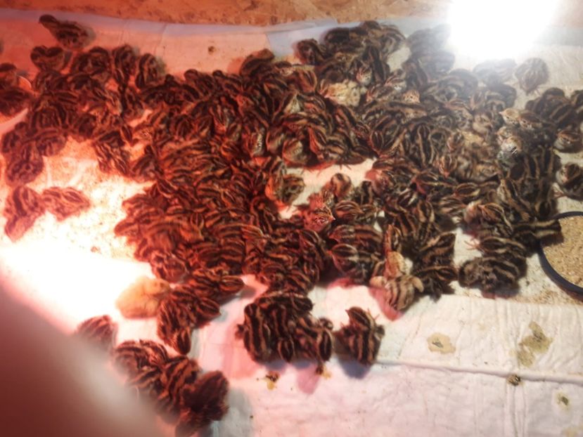 IMG-20211220-WA0034 - Prepelite