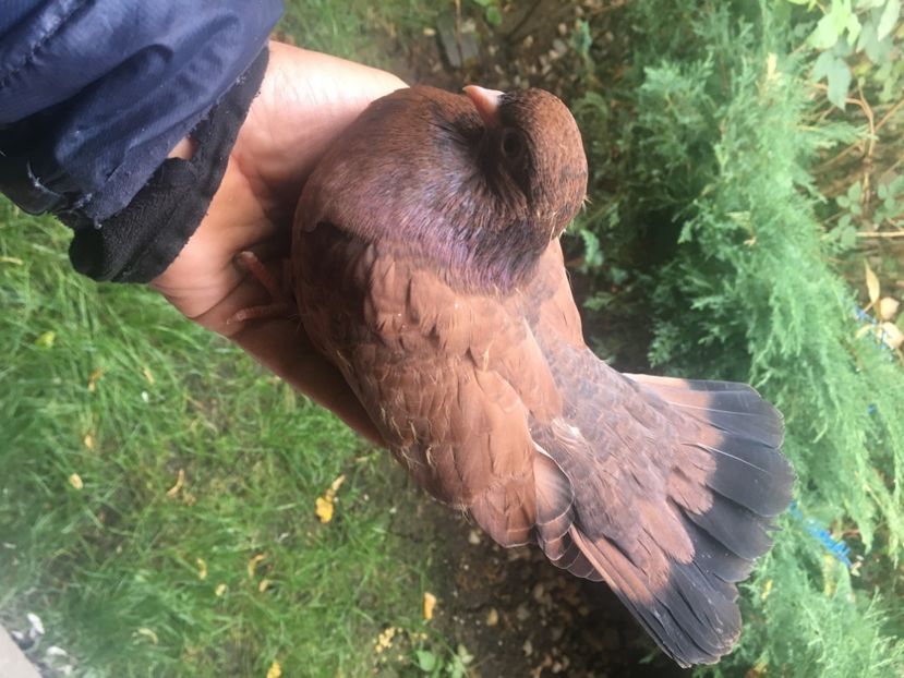 B58A42CE-113B-449A-B9DE-07A6FE2C07CC - Orbeteni 2021