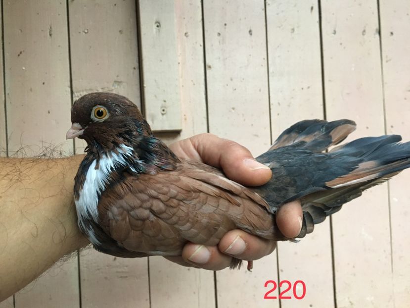 F8E6ECA9-E58C-4EFD-8A35-28B3B9358335 - Orbeteni 2021