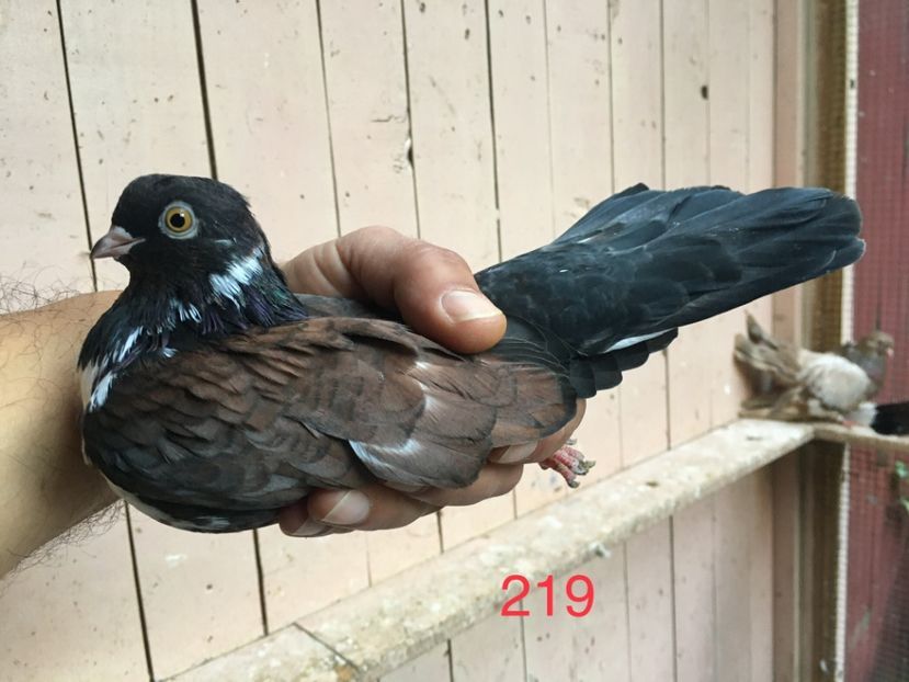 08E17838-0E1B-4D7F-BD9D-8DE0A5C83B32 - Orbeteni 2021