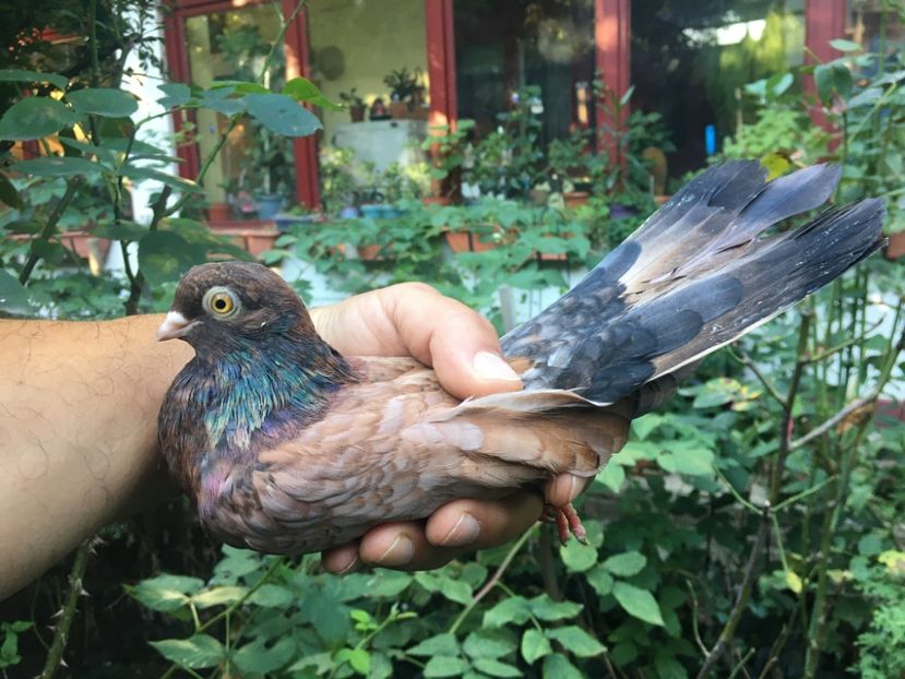 3E7BD329-3C04-461C-8E07-ACB1885358B2 - Orbeteni 2021