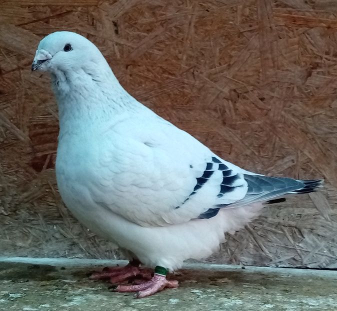 Bentilă 2020 - Masculi azur 2022