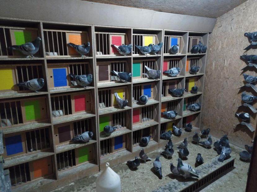  - Porumbeii mei decembrie 2021