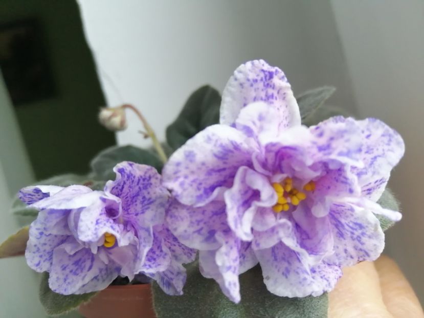  - Rs Morskaya Princessa