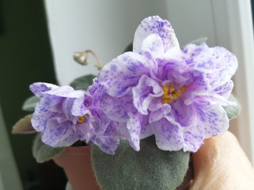  - Rs Morskaya Princessa