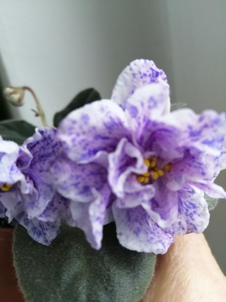  - Rs Morskaya Princessa