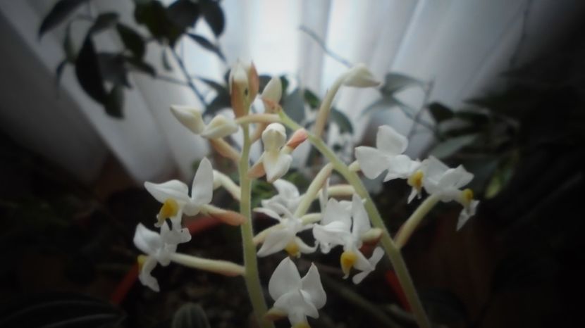 Doar doua tije... - Sclipiri 2021