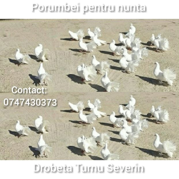 Porumbei albi pentru eliberat Mehedinți - Porumbei pentru nuntă Drobeta Turnu Severin Mehedinți