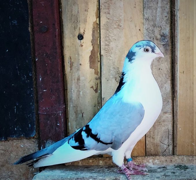 8707  femelă  2018 - 00001 porumbei dragi mie arhivă