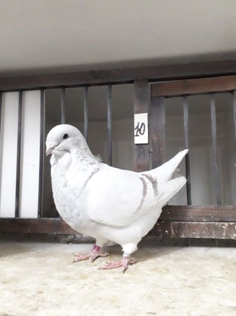  - Câțiva dintre porumbeii mei