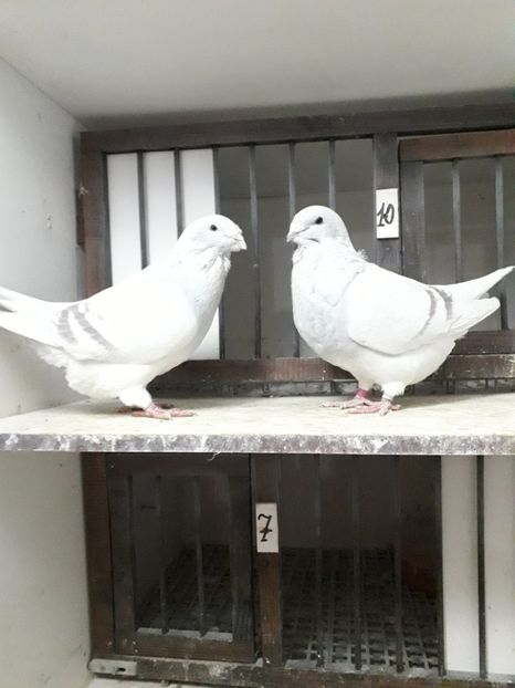  - Câțiva dintre porumbeii mei