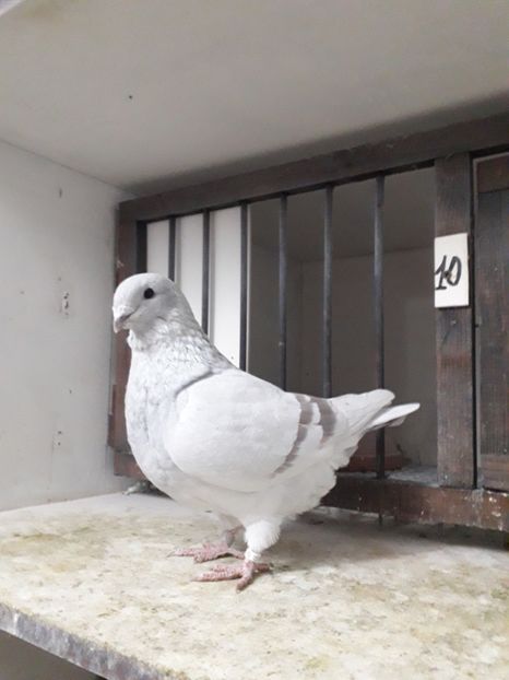  - Câțiva dintre porumbeii mei