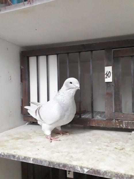  - Câțiva dintre porumbeii mei