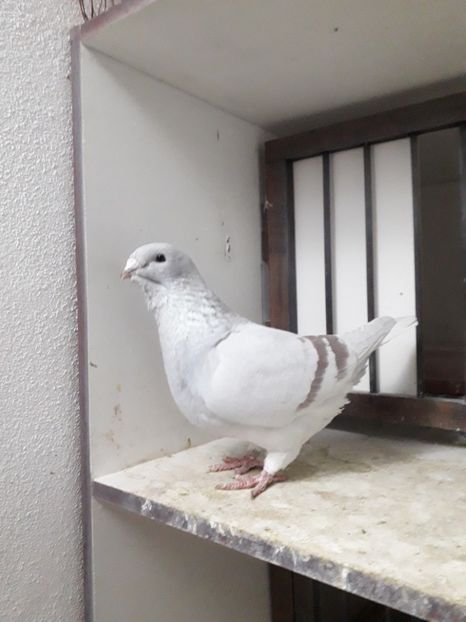  - Câțiva dintre porumbeii mei