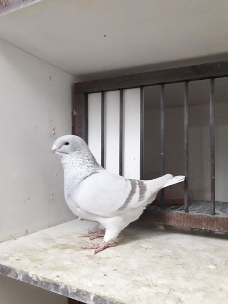  - Câțiva dintre porumbeii mei