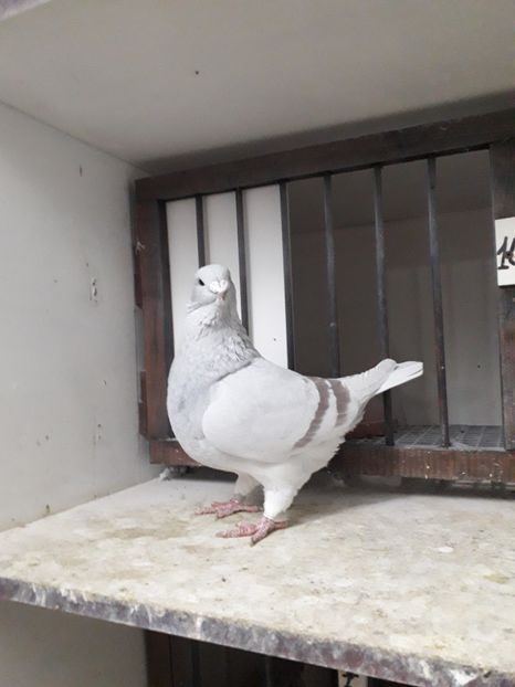  - Câțiva dintre porumbeii mei