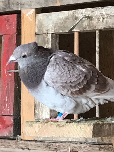 ACEC20E7-E727-4A71-AFA7-9CAA5C6779A7 - VOIAJORI JAN AARDEN KUIF