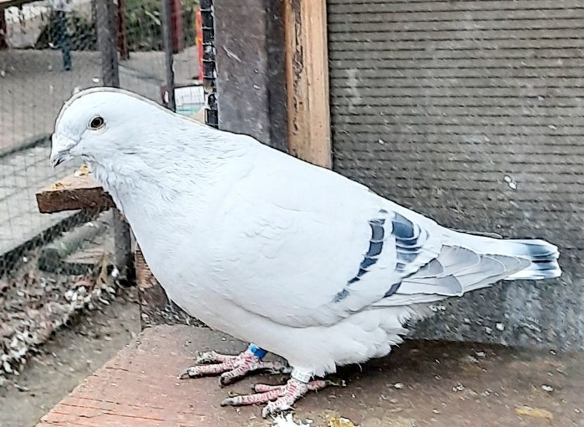  - Păsările mele