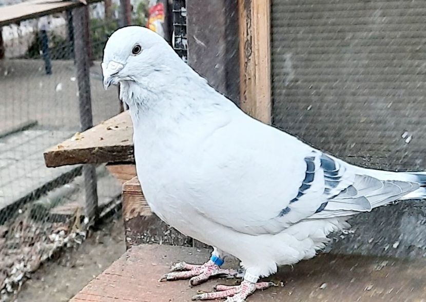  - Păsările mele