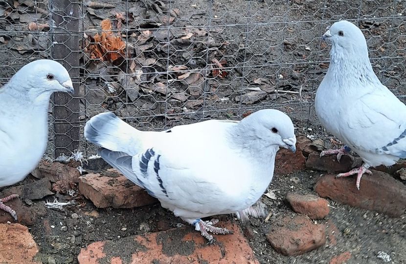  - Păsările mele