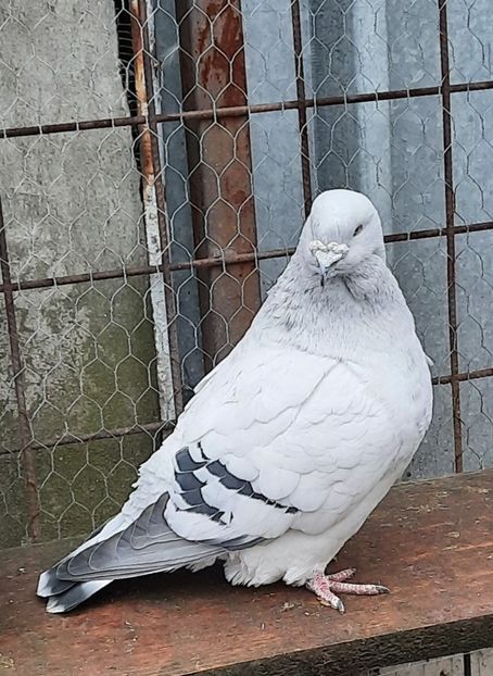  - Păsările mele
