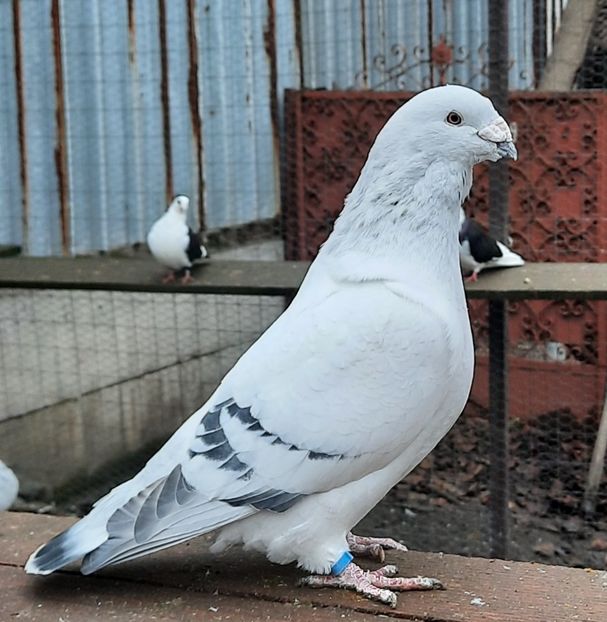  - Păsările mele