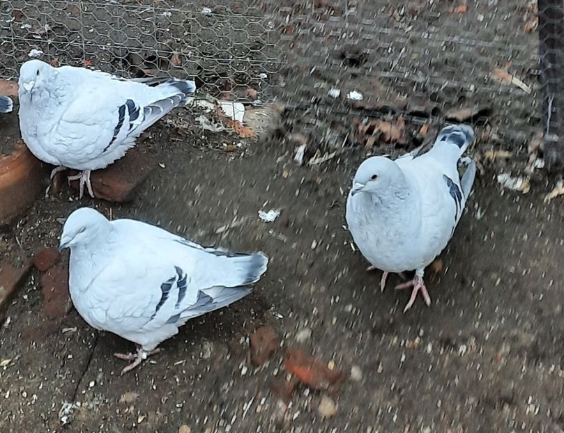  - Păsările mele