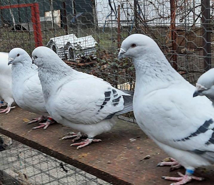  - Păsările mele