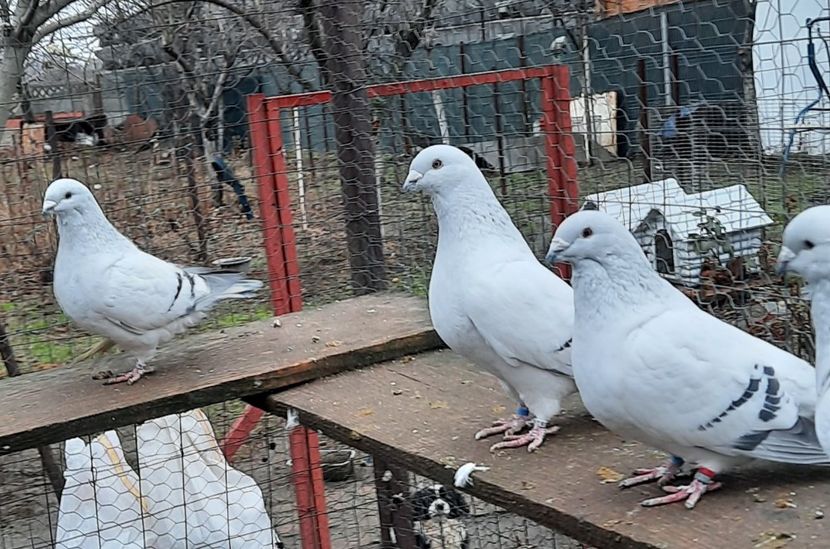  - Păsările mele