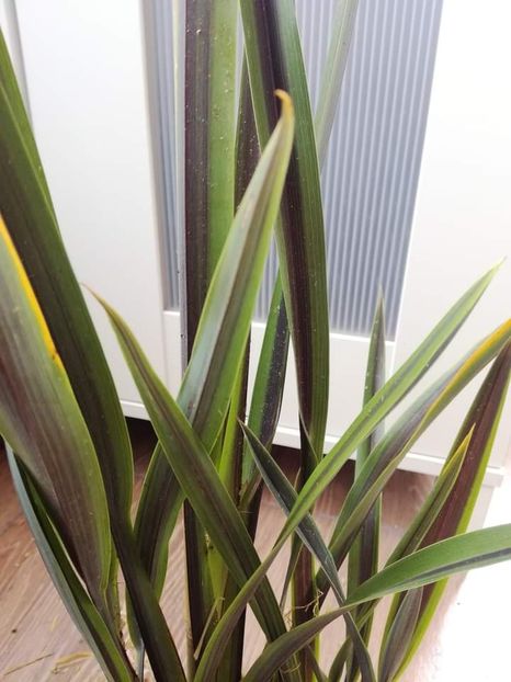  - Phormium