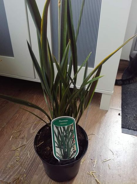 - Phormium