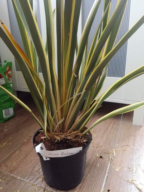  - Phormium