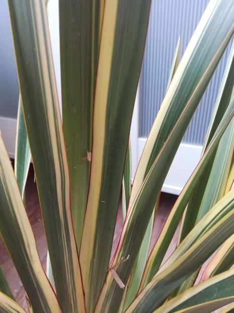  - Phormium