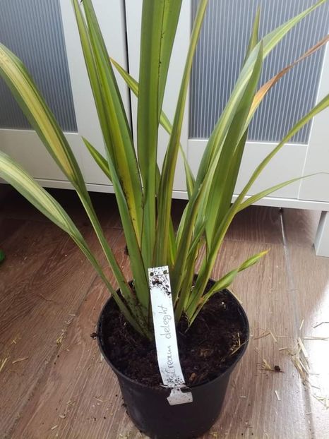  - Phormium
