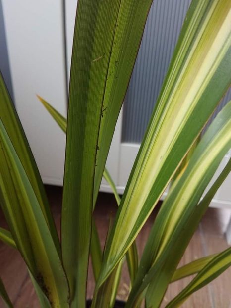  - Phormium