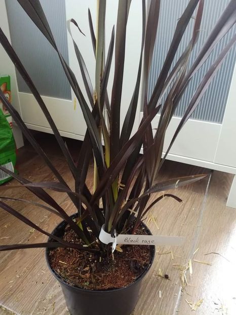 - Phormium
