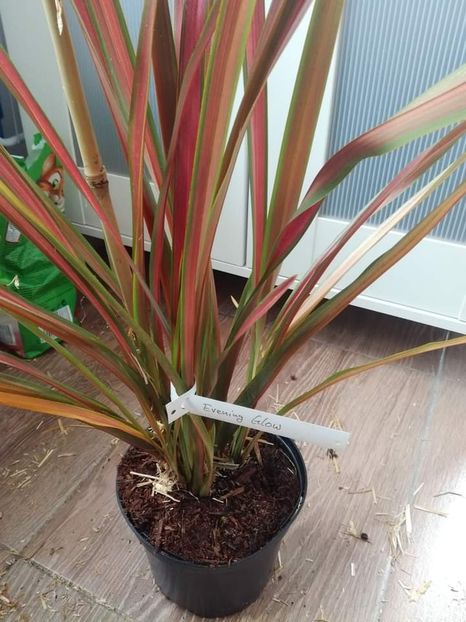  - Phormium