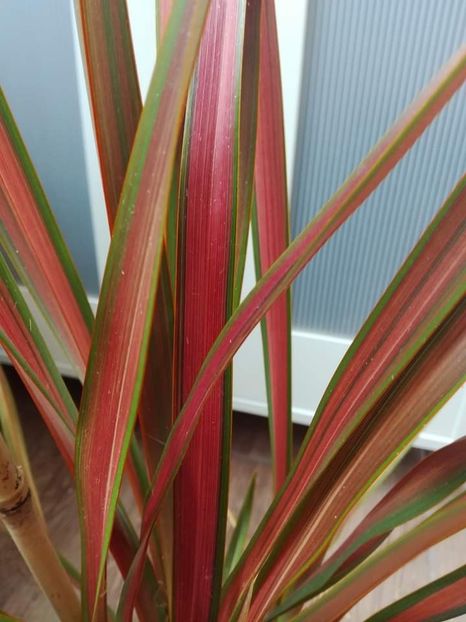  - Phormium