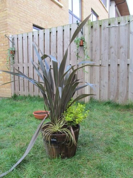  - Phormium