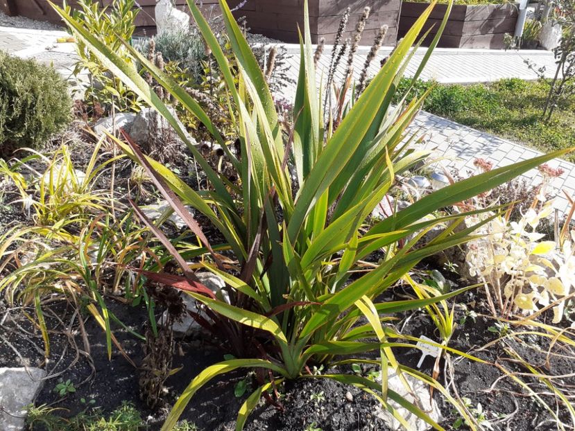  - Phormium