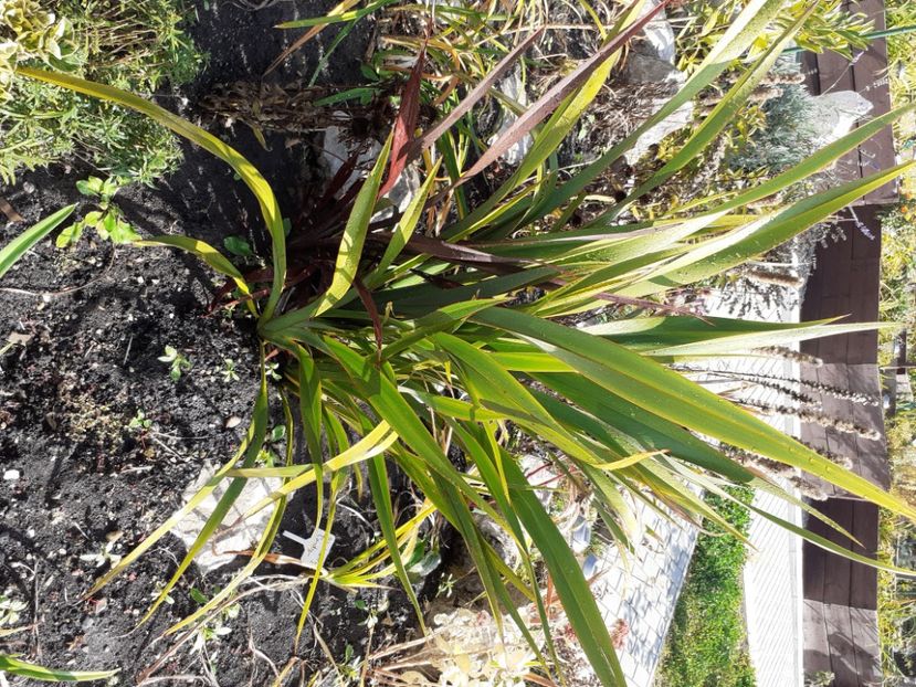  - Phormium