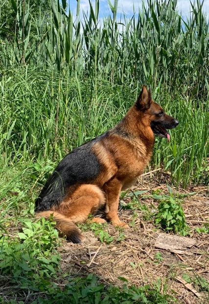 IMG-20211229-WA0026 - Ciobanesc german