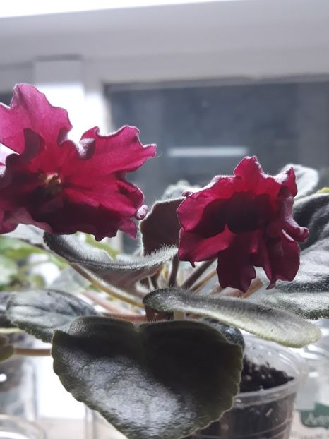  - LE Beteligheyze zzz