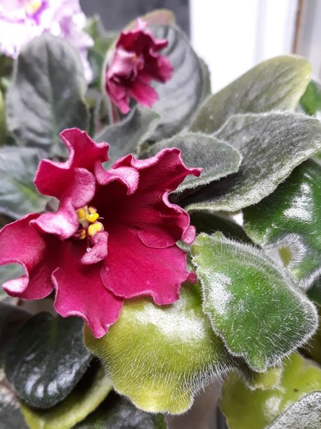  - LE Beteligheyze zzz