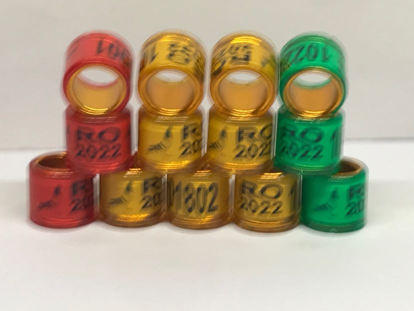 8A20F2F0-C031-4453-95A3-EDA240F81561 - 0 Inele Speciale Personalizate cu interior Auriu 2022