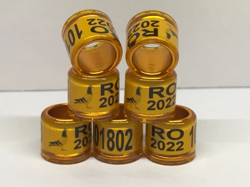 F2BF9CB4-C2C1-45B0-9D9C-AF4417C50584 - 0 Inele Speciale Personalizate cu interior Auriu 2022