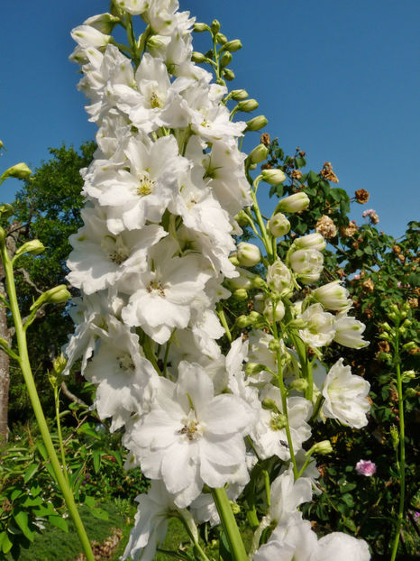  - Delphinium