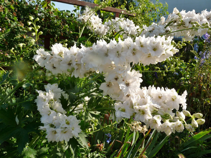 Furtuna i-a aplecat. - Delphinium