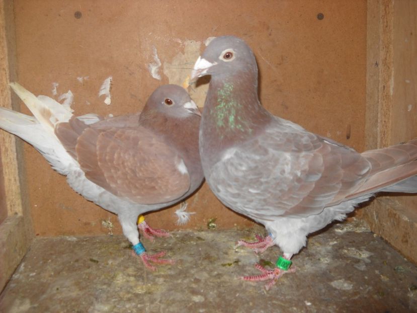  - PORUMBEI VANDUTI 2