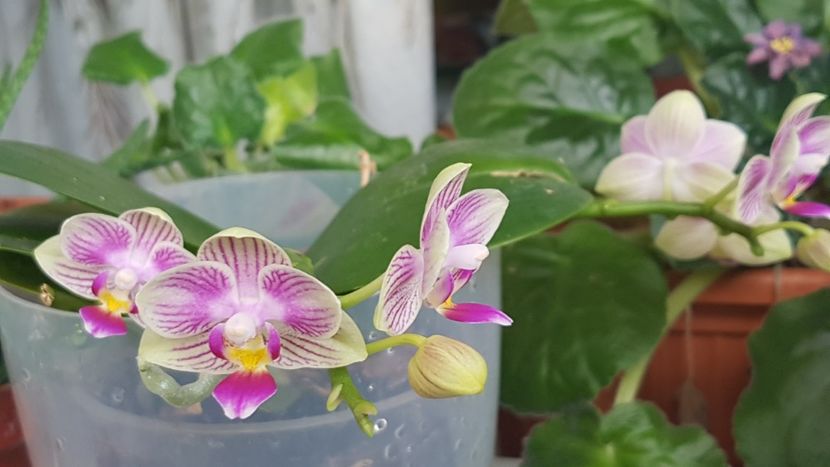 Orhidee mini - Florile mamei